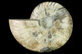 Cut & Polished Ammonite Fossil (Half) - Madagascar #166807-1